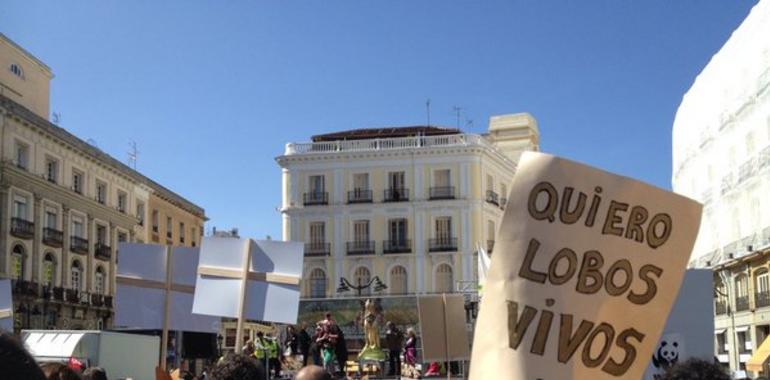 "Las administraciones no pueden ignorar el clamor ciudadano en defensa del lobo"