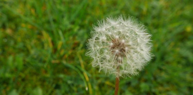 Las alergias primaverales respetarán a los asturianos