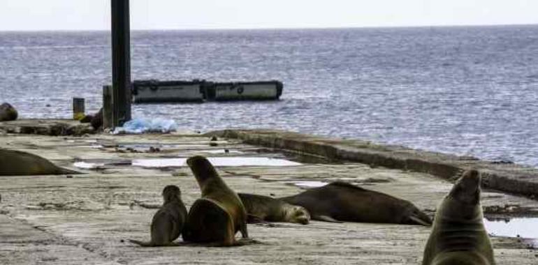 Ecuador obsequia a loos océanos una nueva reserva para tiburones en Galápagos