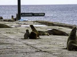 Ecuador obsequia a loos océanos una nueva reserva para tiburones en Galápagos