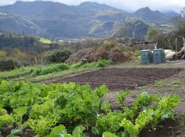 Ya se pueden solicitar los 45 huertos ecológicos de San Lázaro de Paniceres