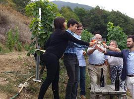 El vino asturiano Vitheras Blanco obtiene medalla de plata en el Bacchus 2016