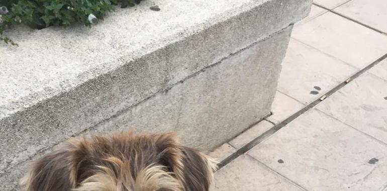 Un joven mierense y un perro rescatados por la Guardia Civil de Montaña