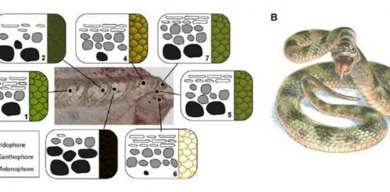 La serpiente tenía la barriga amarilla hace 10 millones de años