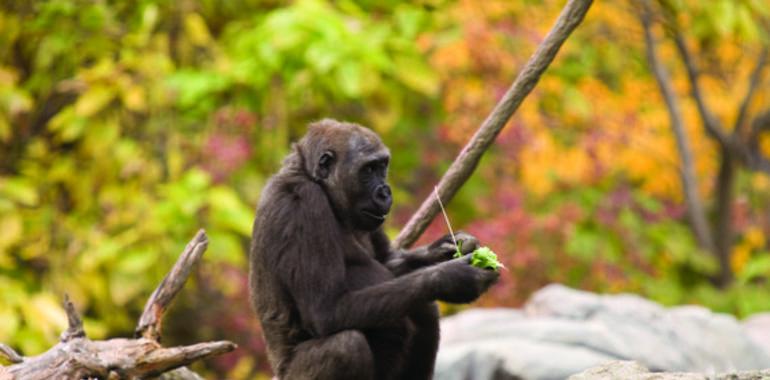 Nueva secuencia del ADN del gorila aclara la diferenciación genética con el humano