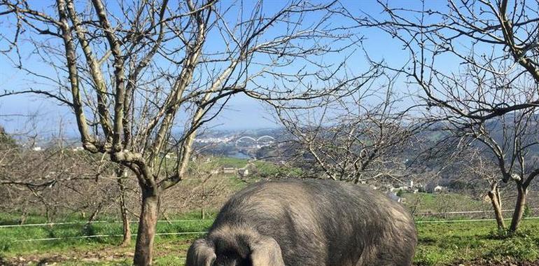  La Subasta del Gochu Asturcelta lleva solidaridad a La Primera Flor en Gráu