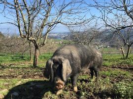  La Subasta del Gochu Asturcelta lleva solidaridad a La Primera Flor en Gráu