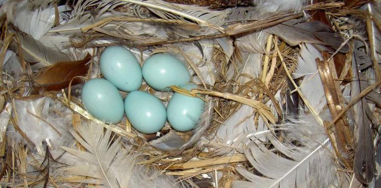 Las plumas usadas en la construcción de nidos tienen un efecto antibacteriano