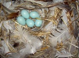 Las plumas usadas en la construcción de nidos tienen un efecto antibacteriano