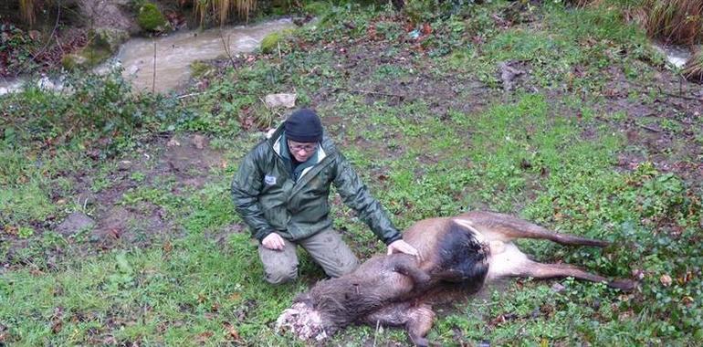 Fapas denuncia 3 focos de furtivismo en pueblos del parque Las Ubiñas-La Mesa