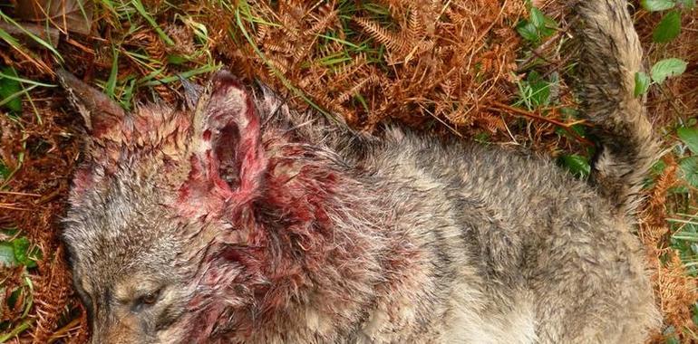 Ecologistas de Asturias acusan al Parque de Picos de matar lobas preñadas