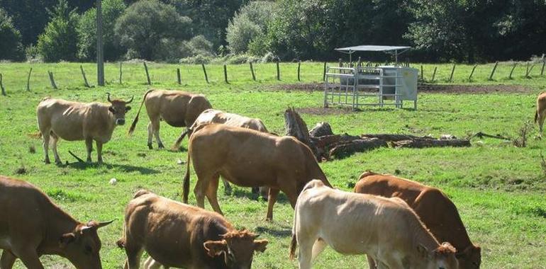 El número de reses sacrificadas en Asturias sube hasta las 2.056 toneladas