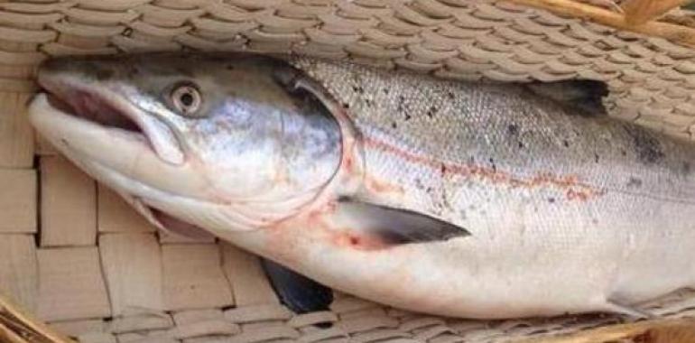 Un gallego de Pontedeume clava en el río Eo el Campanu de Asturias