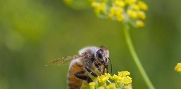 Duelo entre abejas para polinizar las flores del melón