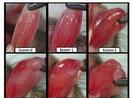 Matemáticos de #Uniovi participan en el descubrimiento de una molécula contra cáncer de cabeza y cuello