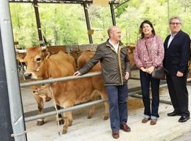 PP destaca la bajada de impuestos a los ganaderos asturianos