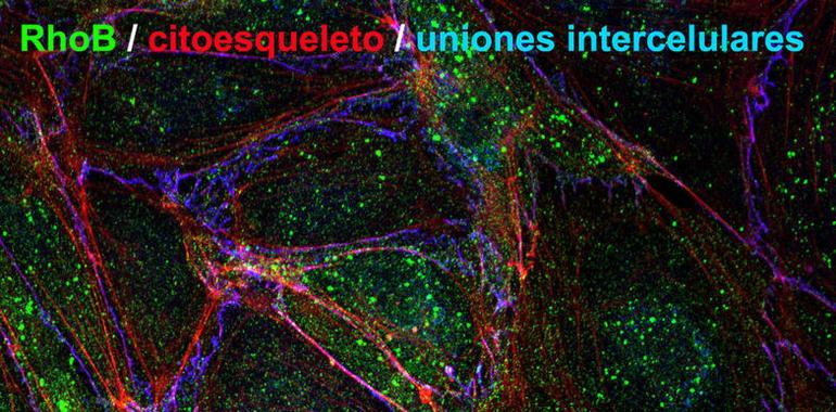 Durante las inflamaciones, una proteína debilita la barrera de los vasos sanguineos