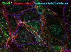 Durante las inflamaciones, una proteína debilita la barrera de los vasos sanguineos