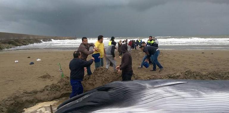 Angustiosa lucha por salvar la vida a una cría de ballena en Ayamonte