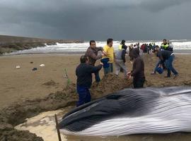 Angustiosa lucha por salvar la vida a una cría de ballena en Ayamonte