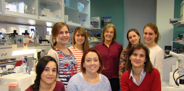 Investigadoras del CSIC e IBGM estudian un nuevo tratamiento para la restenosis vascular