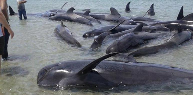 Logran salvar dos adultos y una cría de un varamiento de 27 ballenas en Ensenada