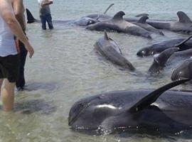 Logran salvar dos adultos y una cría de un varamiento de 27 ballenas en Ensenada