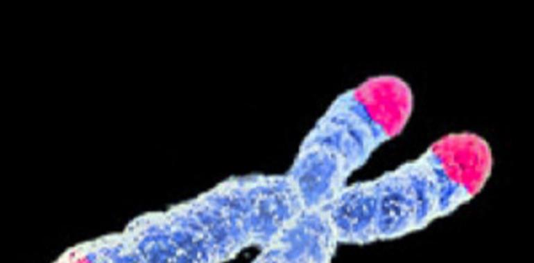 La longitud de los telómeros influye en el pronóstico del cáncer colorrectal