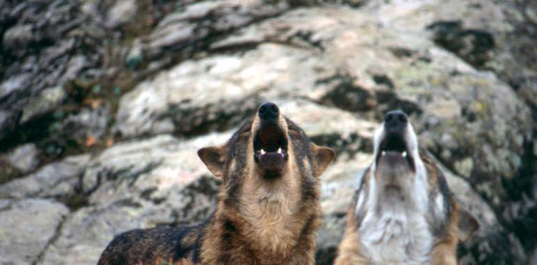 #Uniovi participa en un estudio sobre el estado de las manadas de lobos grabando sus aullidos