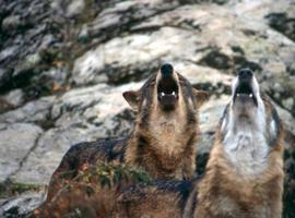 #Uniovi participa en un estudio sobre el estado de las manadas de lobos grabando sus aullidos