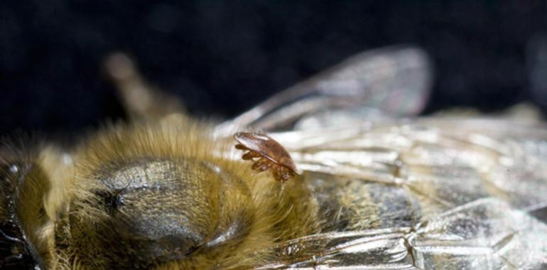 El asesino de abejas es un mutante