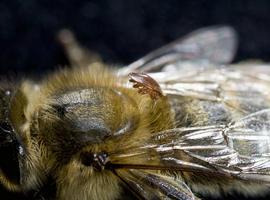 El asesino de abejas es un mutante