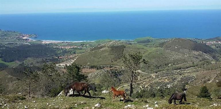 59 ganaderías en el IV Concurso de ganado equino de la montaña asturiana de Siero