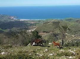 59 ganaderías en el IV Concurso de ganado equino de la montaña asturiana de Siero