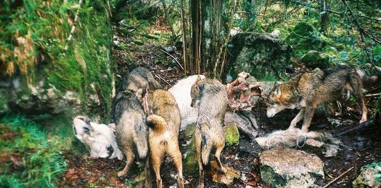 Fapas culpa al Principado del incremento de los daños causados por lobos