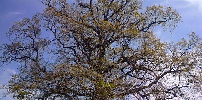 El bosque asturiano contribuye con 745 millones de árboles al aire de España