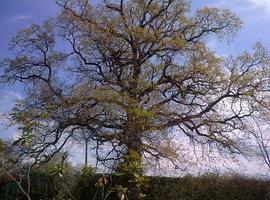 El bosque asturiano contribuye con 745 millones de árboles al aire de España