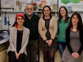 Investigadores de #Uniovi mejoran y abaratan la detección del gluten