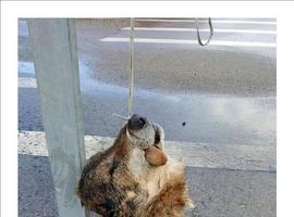 Cuelgan la cabeza de un lobo decapitado en una señal de tráfico en Salas