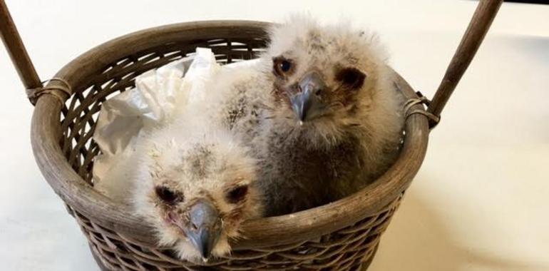 Dos Coruxos crían a dos aguiluchos en el Zoo de Oviedo