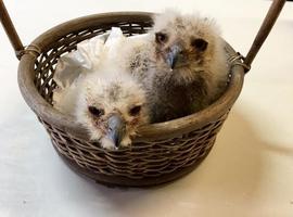 Dos Coruxos crían a dos aguiluchos en el Zoo de Oviedo