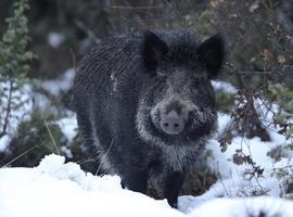 Oviedo pide medidas al Principado ante la presencia de jabalies en la ciudad