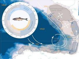 #Uniovi desarrolla un modelo para predecir la evolución de bocarte, sardina y arenque