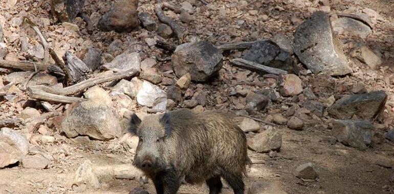 Guardería Rural inicia una batida de jabalies en Oviedo