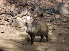 Guardería Rural inicia una batida de jabalies en Oviedo