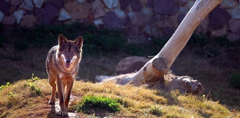 Asturias Ganadera pide reunión a la Consejera para tratar del Plan de Gestión del Lobo