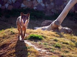 Asturias Ganadera pide reunión a la Consejera para tratar del Plan de Gestión del Lobo