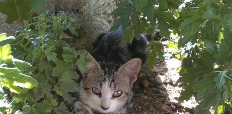 Protestan contra llamada municipal en La Ribera a no alimentar a gatos callejeros