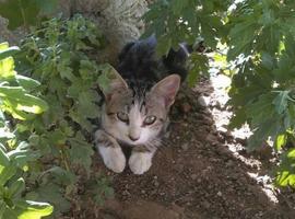 Protestan contra llamada municipal en La Ribera a no alimentar a gatos callejeros