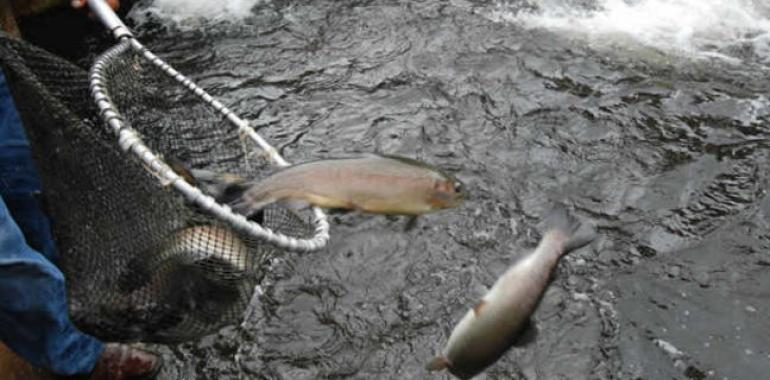 Seprona intercepta pescadores furtivos en el Esva y Dorias